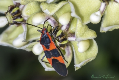 Milkweed Bug April 2024